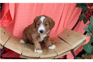 Saray - puppy for sale
