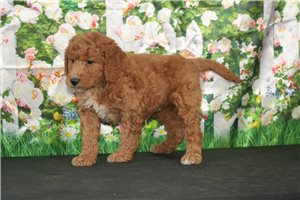 Patches - Mini Goldendoodle for sale