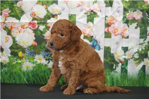 Bernard - puppy for sale