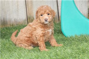 Nica - Goldendoodle, Mini for sale