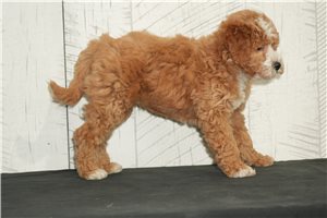Pharoah - Mini Goldendoodle for sale