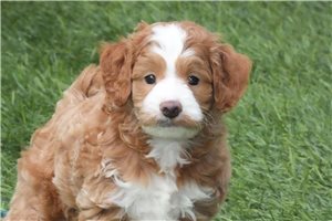Nemo - puppy for sale
