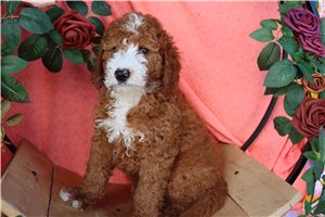 Marco - Mini Goldendoodle for sale