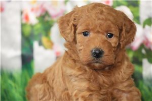 Brooklyn - puppy for sale