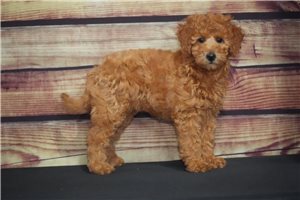 Brooklyn - puppy for sale