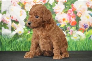Breslin - Goldendoodle, Mini for sale