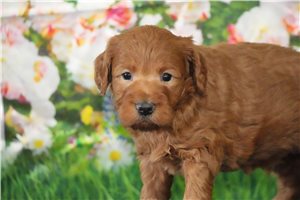 Blake - Goldendoodle, Mini for sale