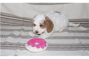 Gabby - puppy for sale