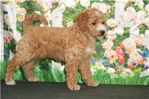 Pixie - puppy for sale