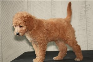 Purnell - Goldendoodle, Mini for sale