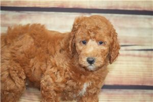 Bernard - puppy for sale
