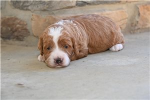 Saber - puppy for sale