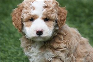 Natasha - Goldendoodle, Mini for sale