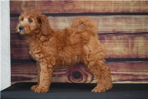 Blake - Goldendoodle, Mini for sale