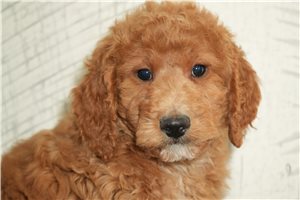 Patches - Goldendoodle, Mini for sale