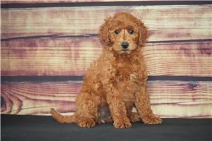Breslin - Goldendoodle, Mini for sale