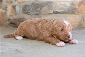 Sabrina - puppy for sale