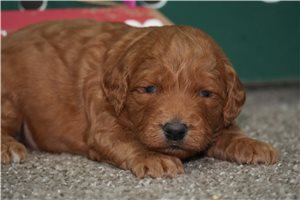 Pluto - puppy for sale