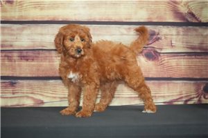 Blaire - Goldendoodle, Mini for sale