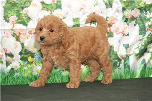 Porter - puppy for sale