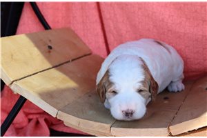 Sansa - puppy for sale