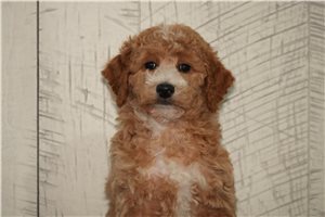 Pixie - Goldendoodle, Mini for sale