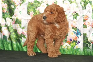 Patton - puppy for sale