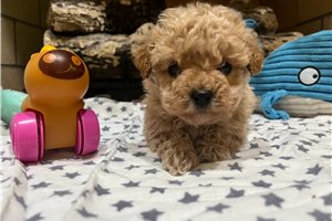 Lola - Poodle, Toy for sale
