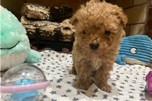 Conner - Poodle, Toy for sale