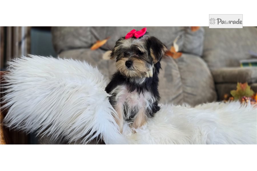 Addie - Morkie for sale