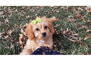 Gulliver - Cavapoo for sale