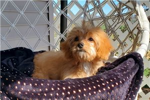 Gulliver - Cavapoo for sale