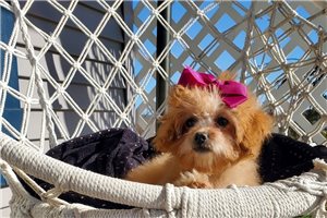 Golda - puppy for sale