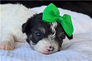 Margie - Chi-Poo Puppy B1B00A | Pawrade