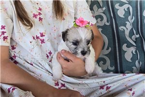 Margie - Chi-Poo - Chipoo for sale