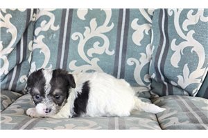 Marty - Chi-Poo - Chipoo for sale