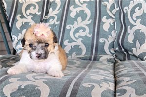 Maria - Chi-Poo - Chipoo for sale