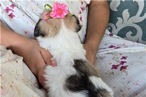 Margie - Chi-Poo - Chipoo for sale