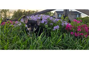 Bitsy - Chihuahua for sale