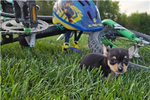 Nico - Chihuahua for sale