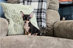 Nico - Chihuahua for sale