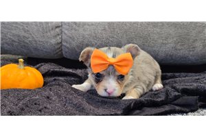 Bash - Chihuahua for sale
