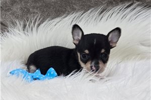 Nico - puppy for sale