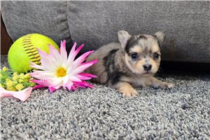 Brianna - puppy for sale