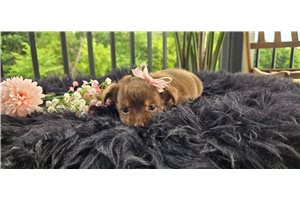 Misty - Chihuahua for sale