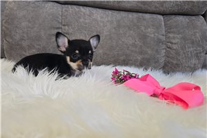 Bitsy - puppy for sale