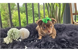 Mister - Chihuahua for sale