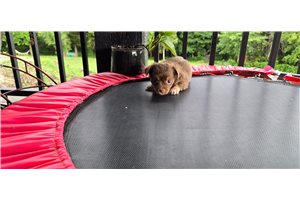 Misty - Chihuahua for sale