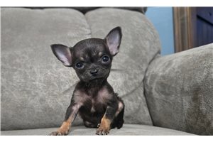 Naveen - Chihuahua for sale