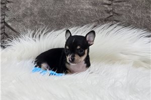 Nico - Chihuahua for sale